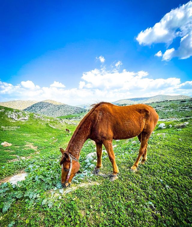 ‏طوباس يا مدينة الضياء ??❤

فلسطين