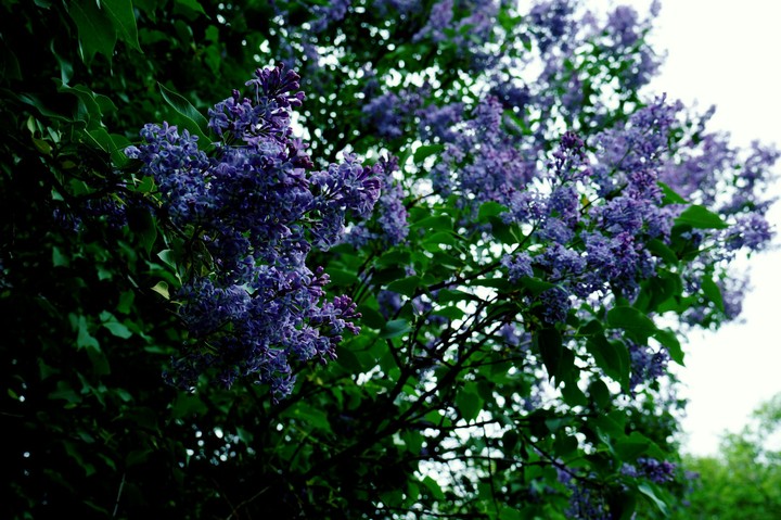 lilac