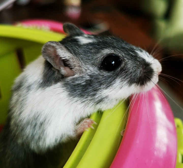 Rennmaus
