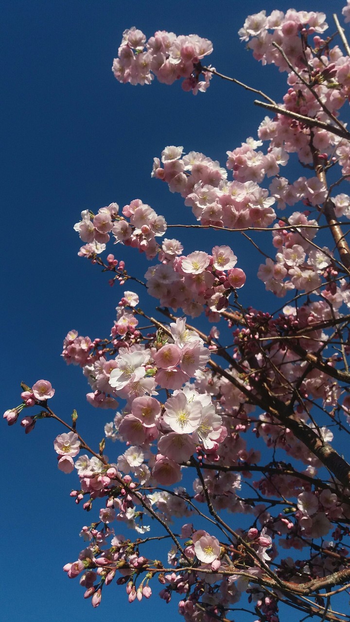 Spring