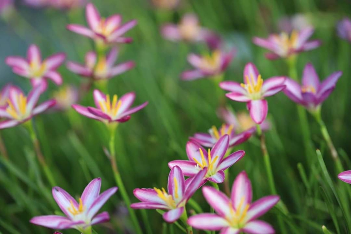 flowers.