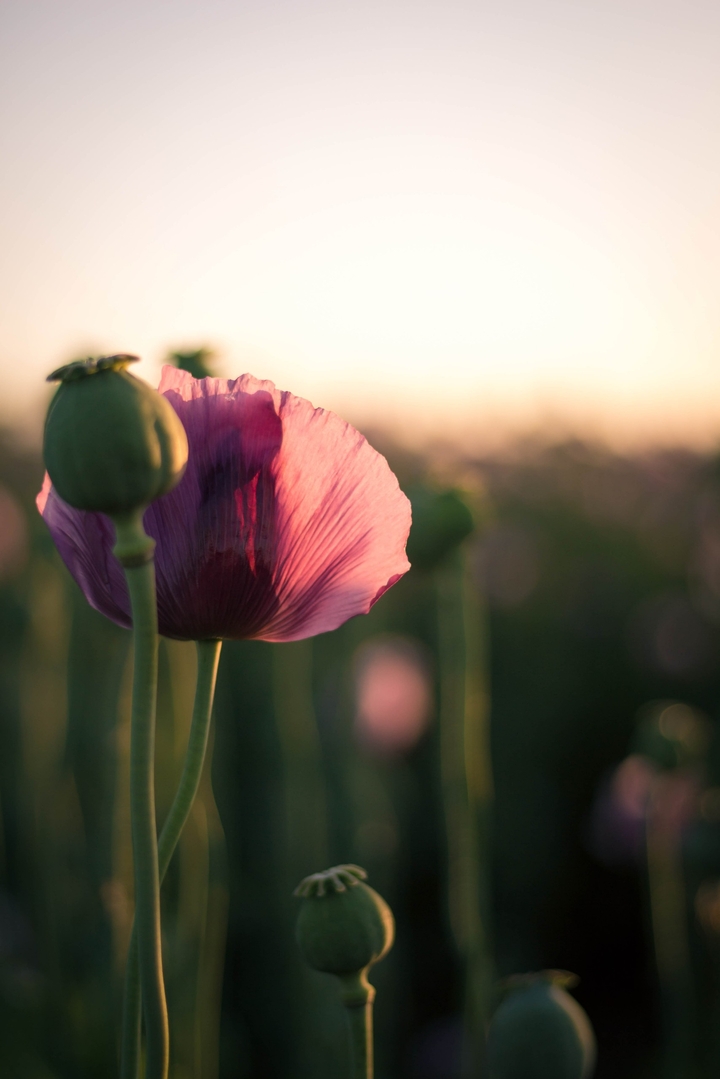 Mohn