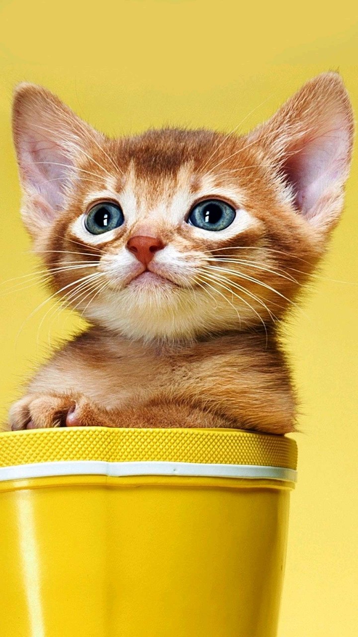 cute cat