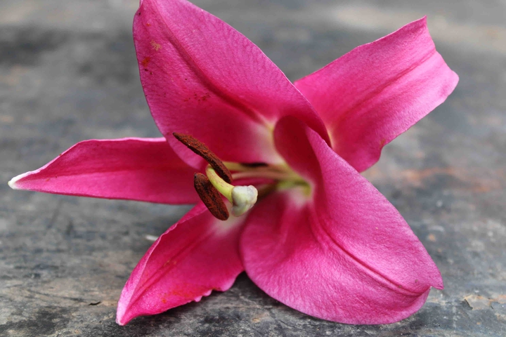Pink Lilly