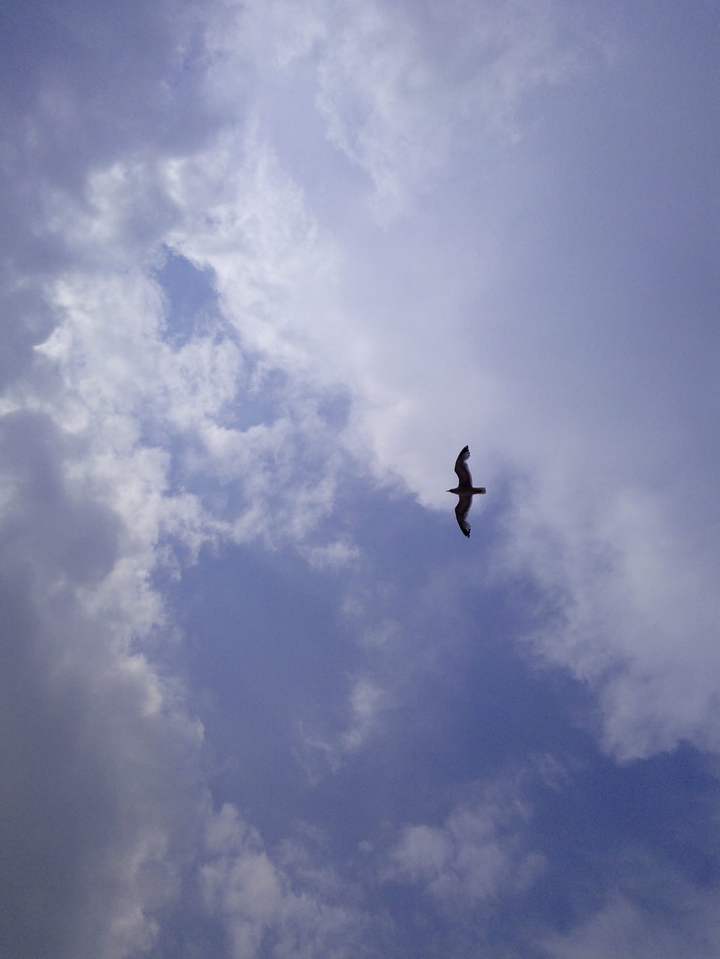 Gaviota