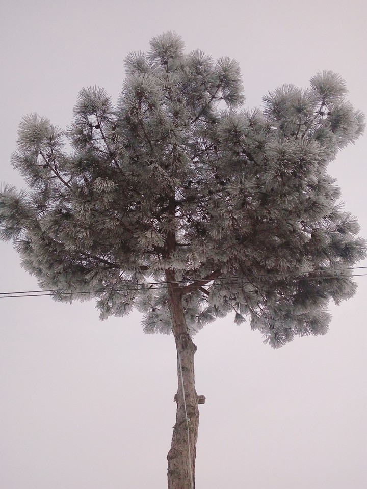 kış
