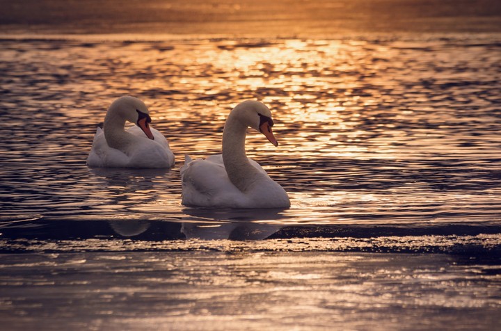 Swan love forever mates