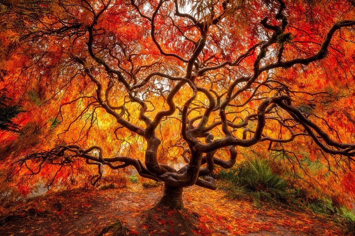 Floresta