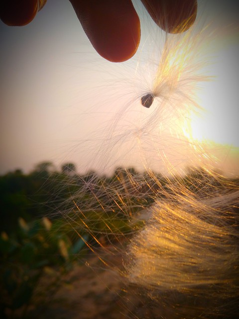 fly wing of bird in the sunset ❤