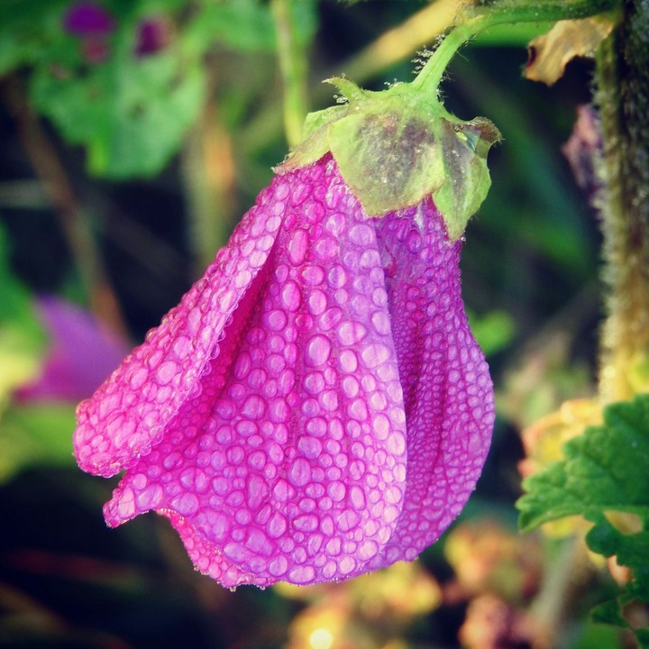 Blumen sind das Lächeln der Erde.