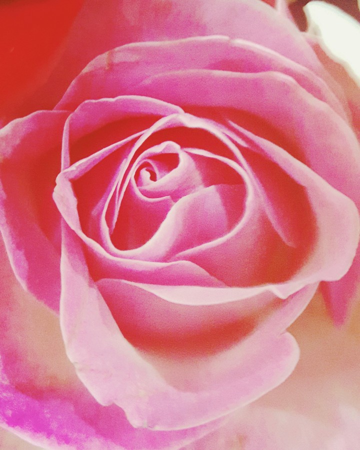 pink rose