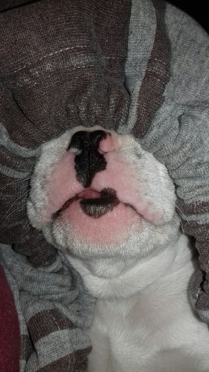 My Dog 