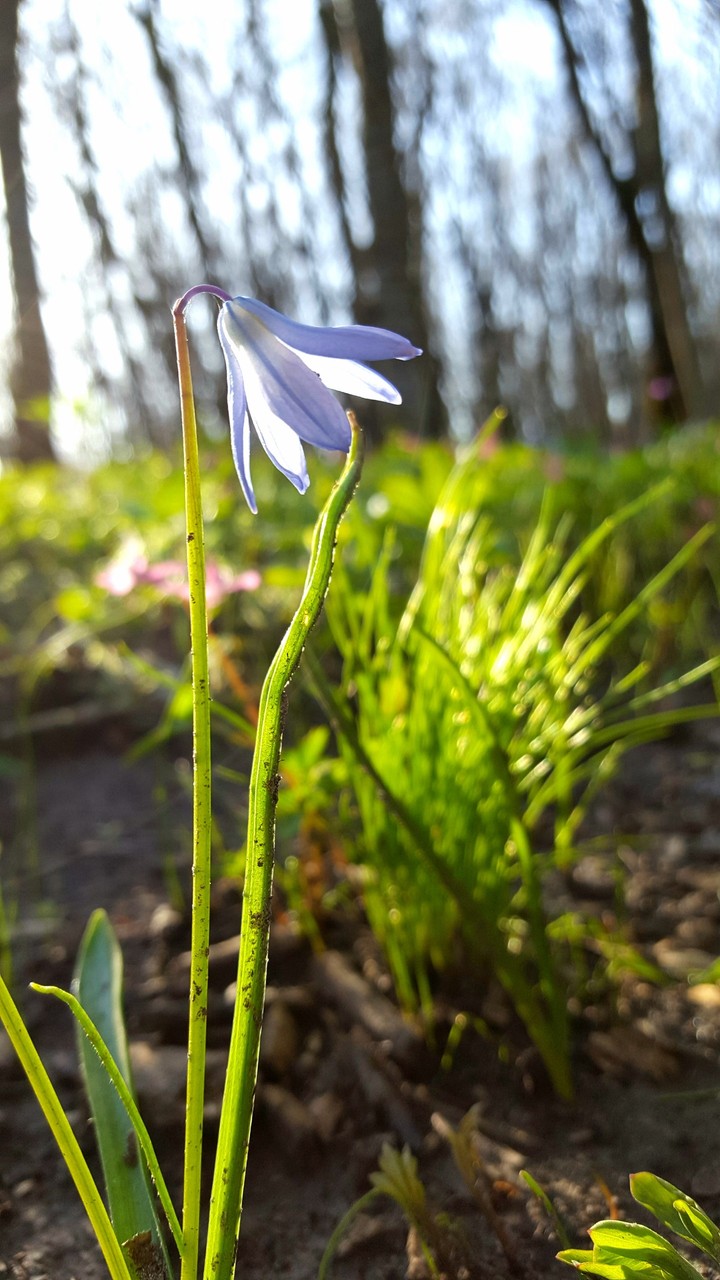 spring flower