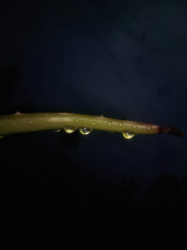 rain
