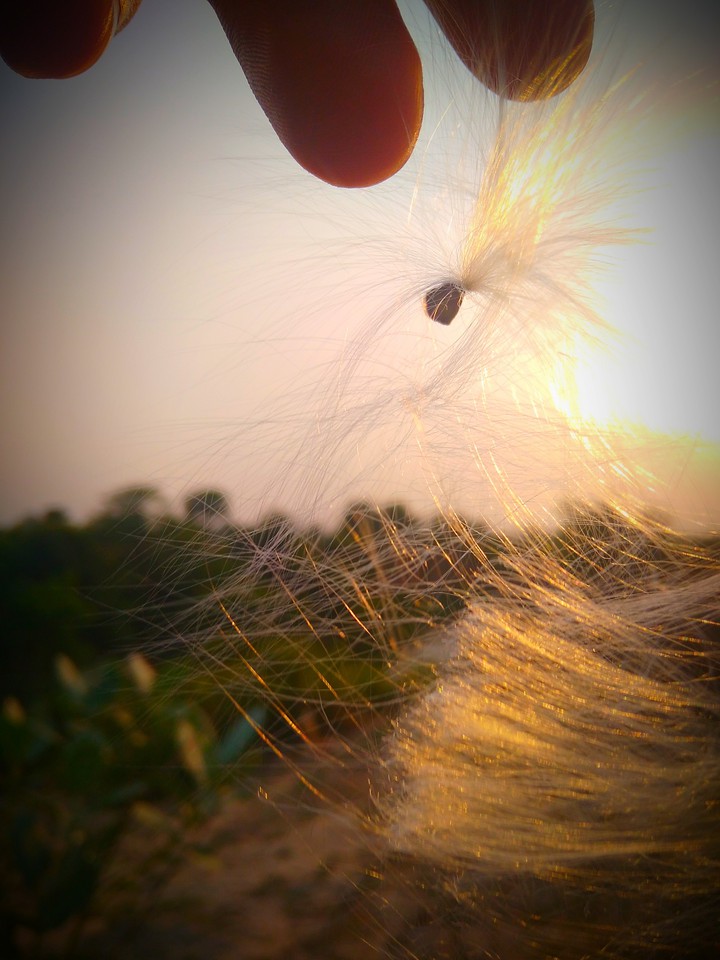 fly wing of bird in the sunset ❤