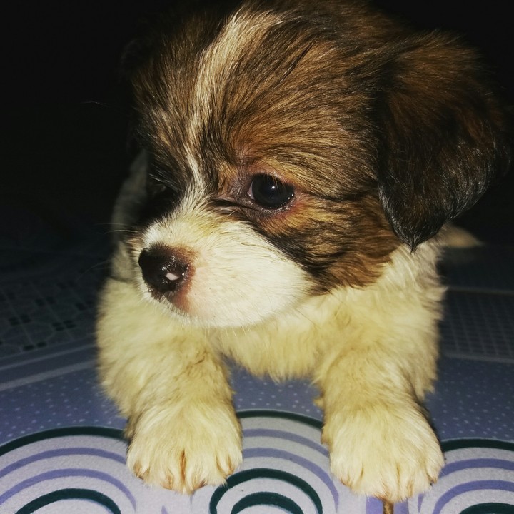 My Dog 