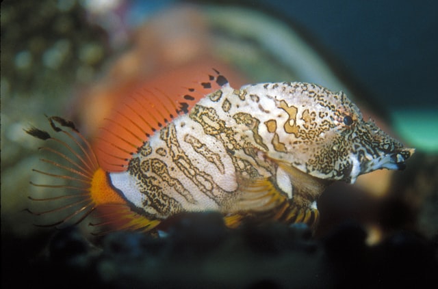 fish