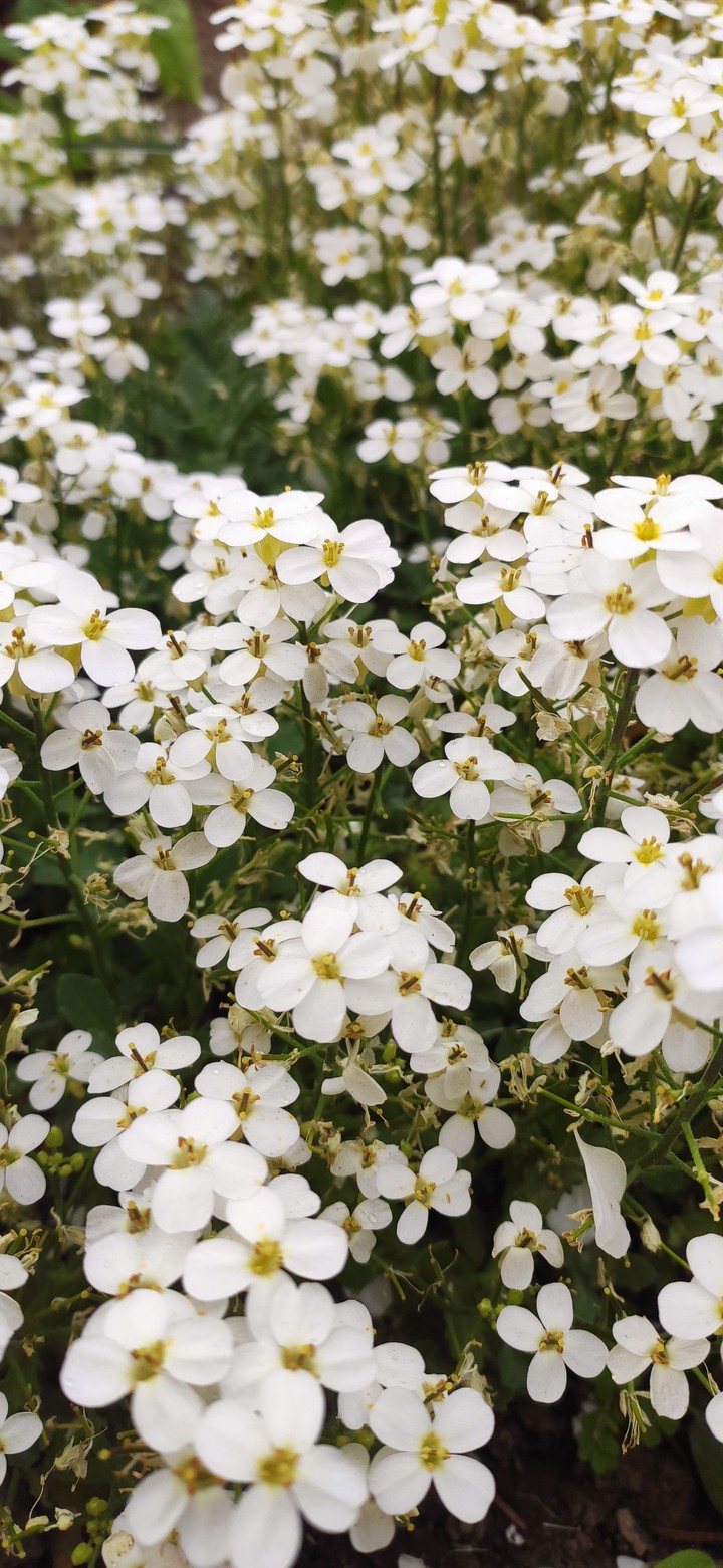 white.