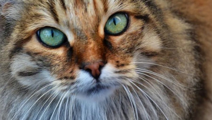 猫