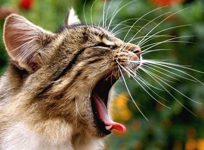 cat