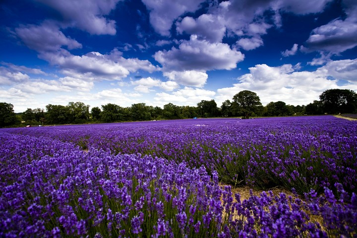 field