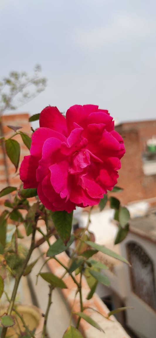 roses