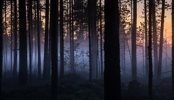 black forest