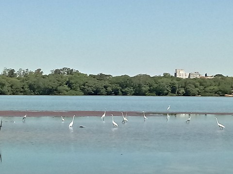 aves em triunfo rs