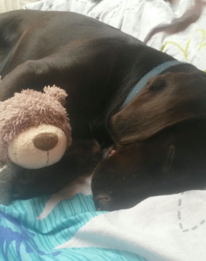 sleeping dog Welpe