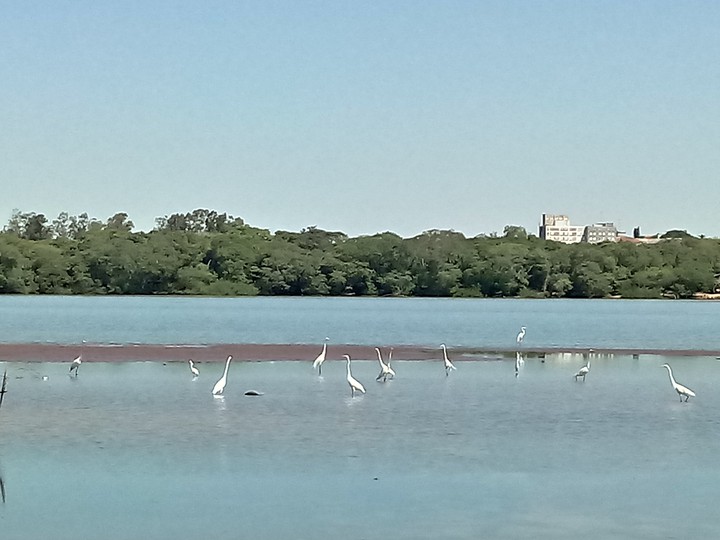 aves em triunfo rs
