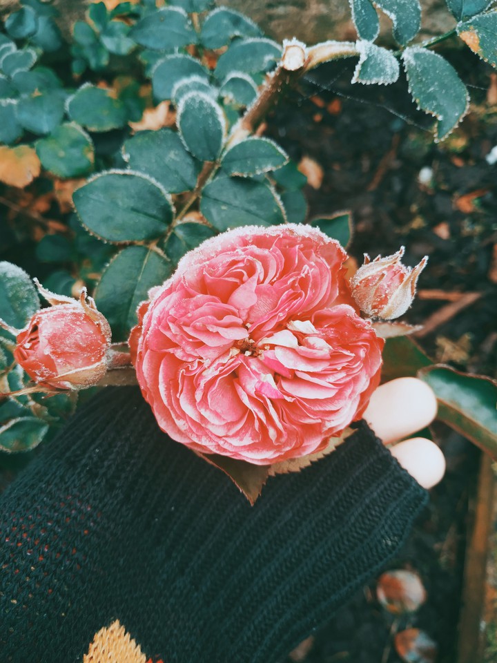 Rose Flower
