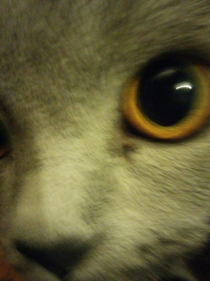 eyes