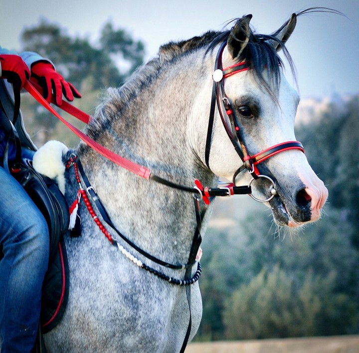 Arabian