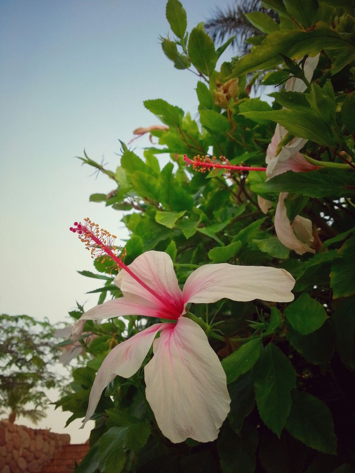 white flower