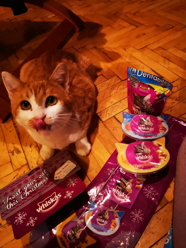 cat