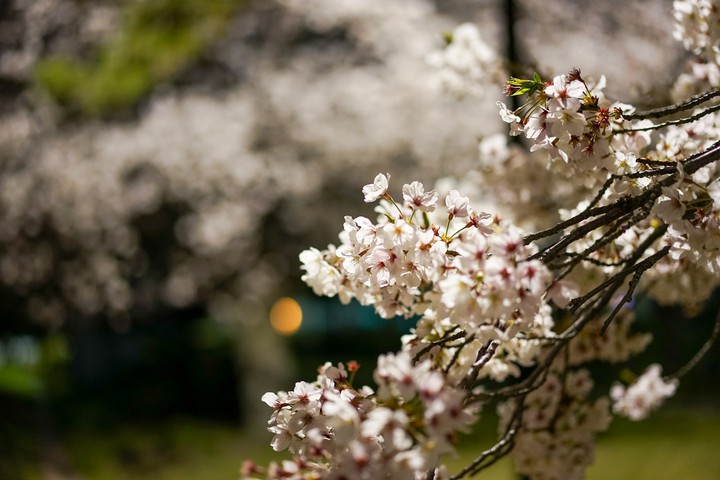 sakura