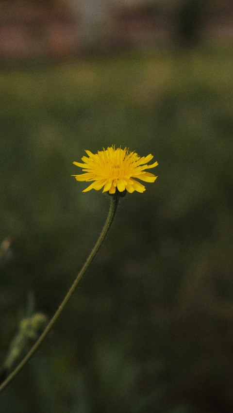 野花, Yellow壁纸