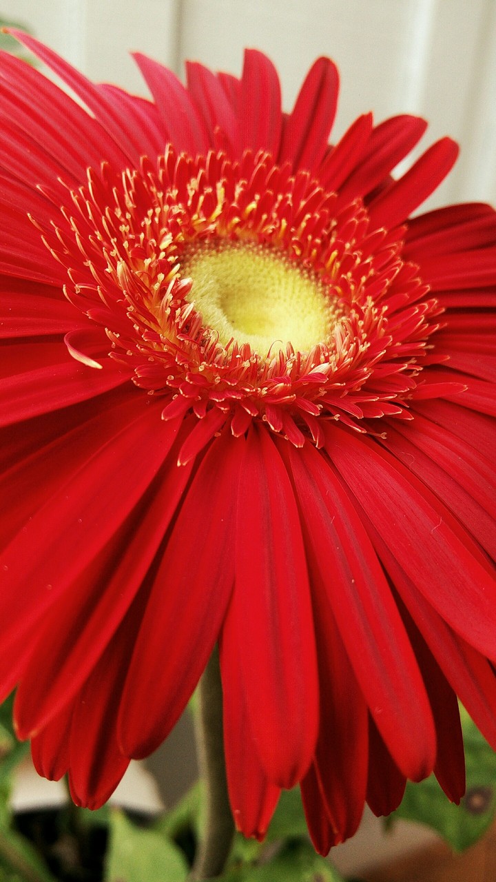 Flor Vermelha.