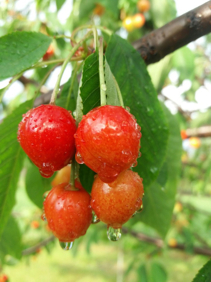 cherries, after a summer rain