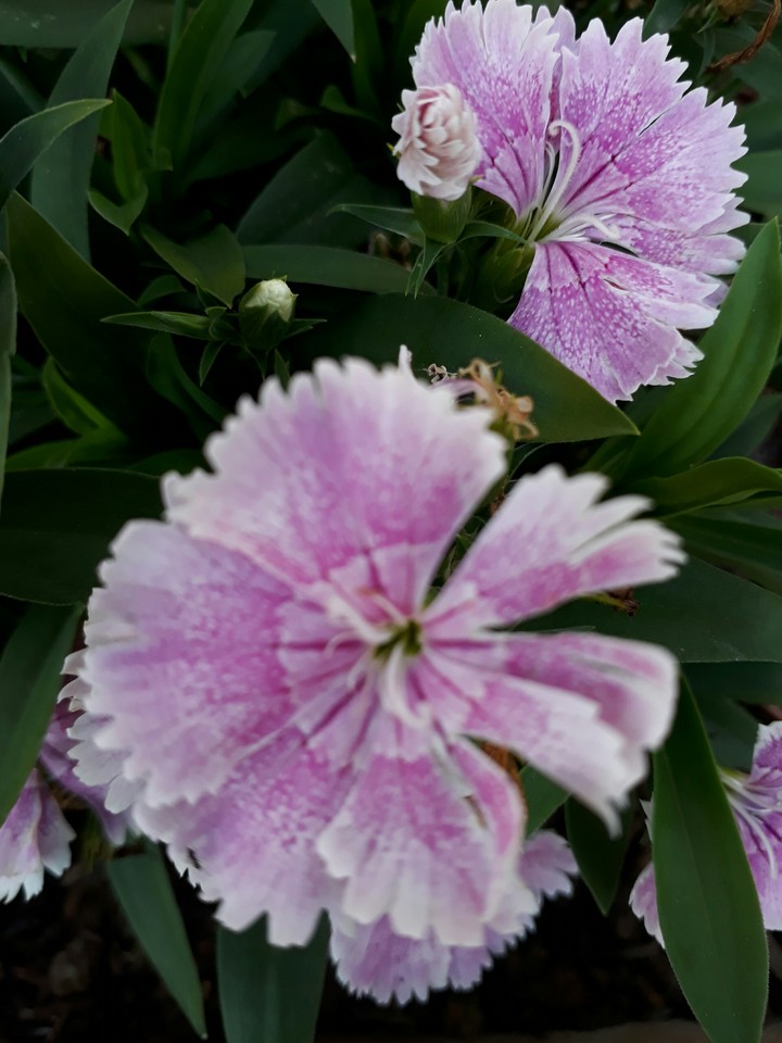 flores