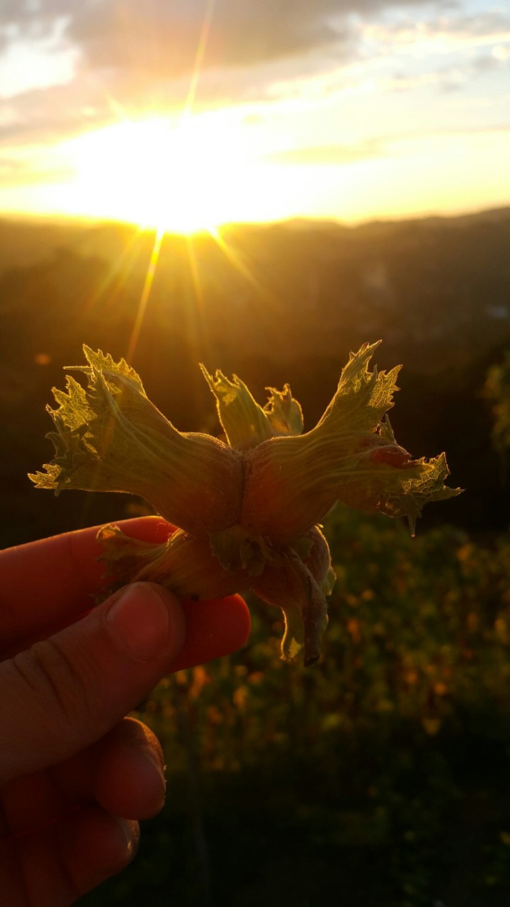 Fındık