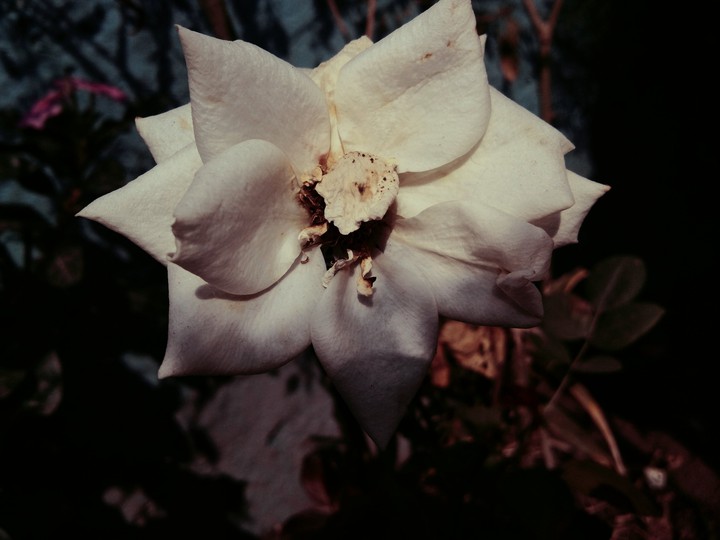 rose