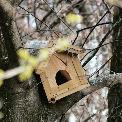 Tree house
