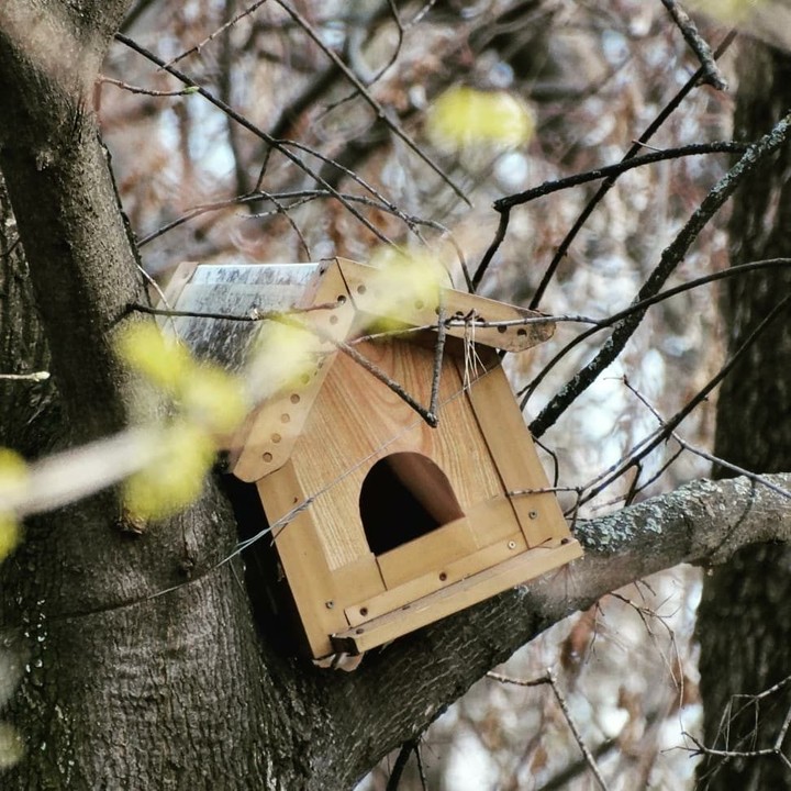 Tree house