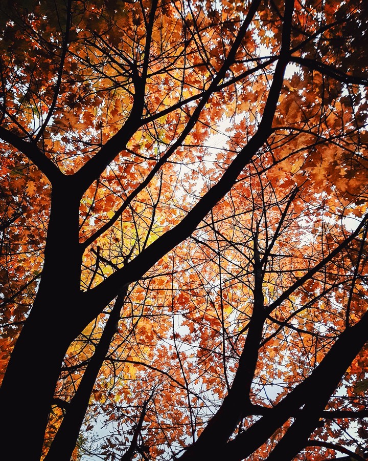 AUTUMN