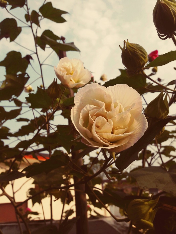 flowers