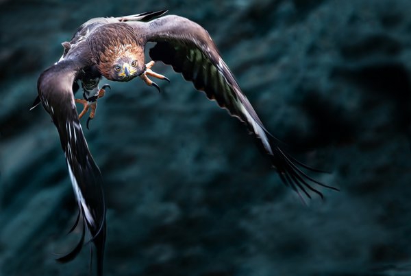 predator