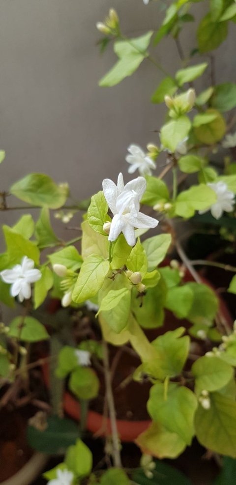 white flower