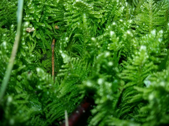 nature plant