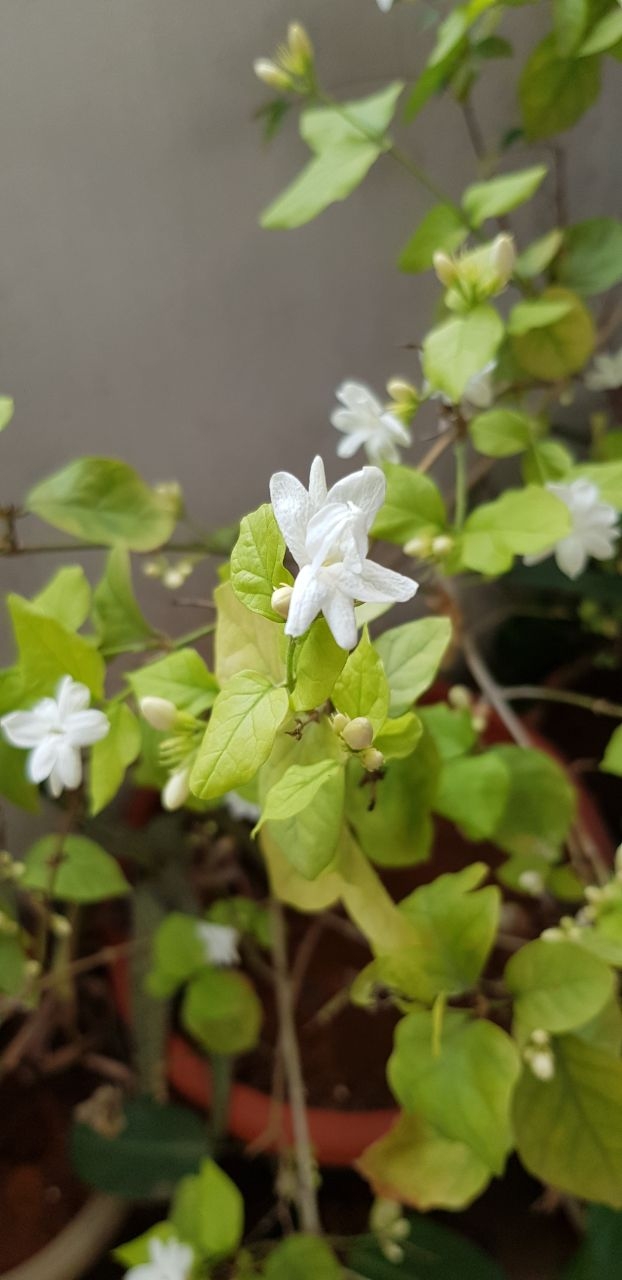 white flower